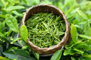 Chăm sóc da Mụn mủ ở da khô bằng lá trà xanh