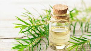 Tinh Dầu Tràm Trà Có Tác Dụng Gì? Tác Dụng Phụ Khi Sử Dụng Tinh Dầu Tràm Trà