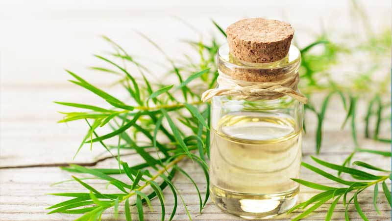 Tinh Dầu Tràm Trà Có Tác Dụng Gì? Tác Dụng Phụ Khi Sử Dụng Tinh Dầu Tràm Trà