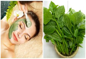 Làm Đẹp Từ Rau Mồng Tơi, Công dụng ,Cách Sử Dụng 